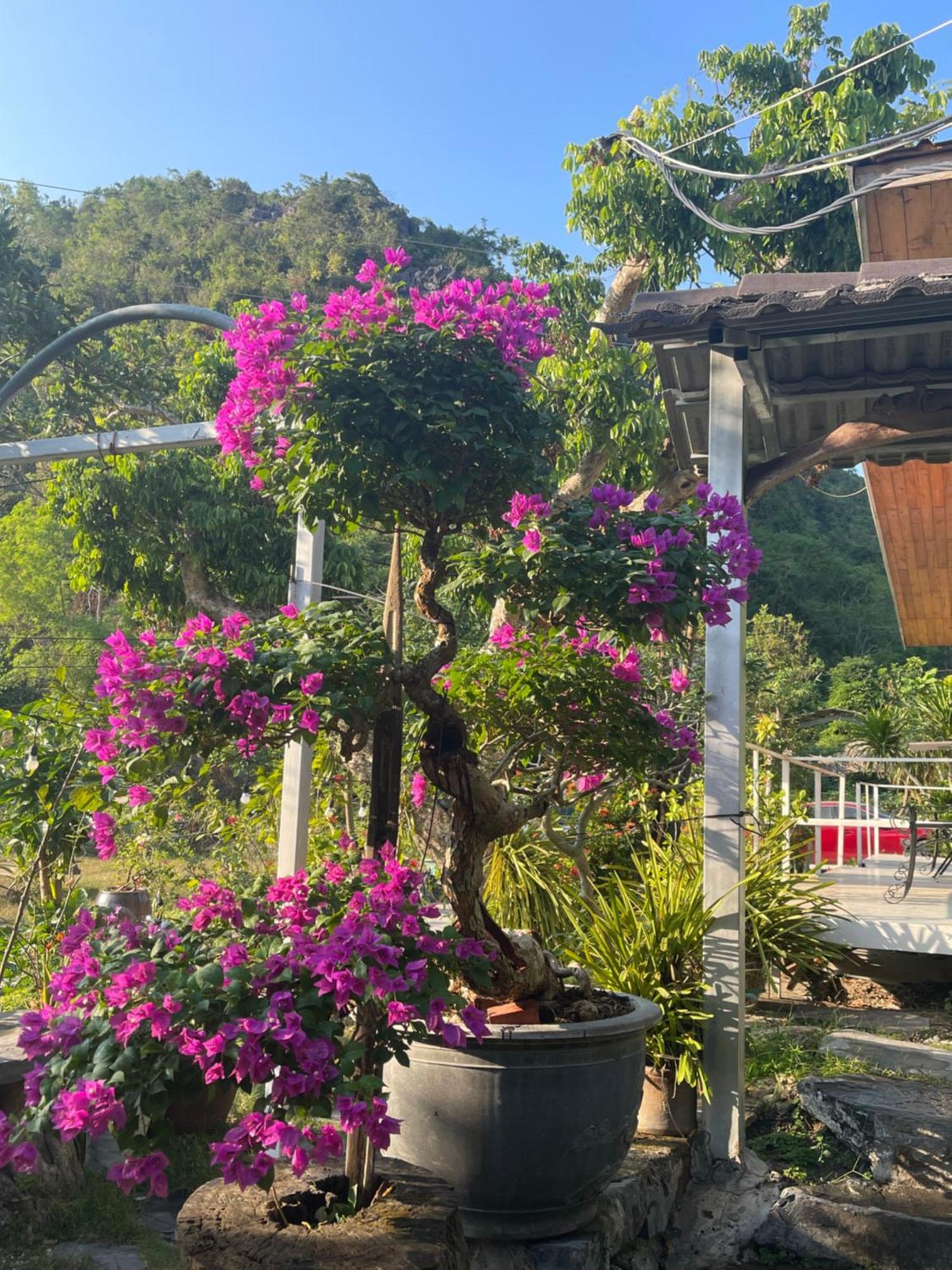 Xuan Dam Cat Ba Love House מראה חיצוני תמונה
